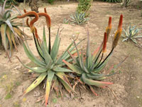 Aloe castanea