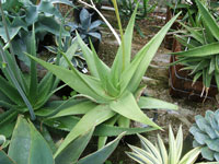 aloe castellorum