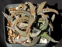 aloe castilloniae