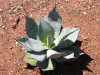 Agave celsii