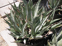 Agave cerulata