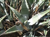 Agave cerulata