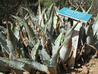 Agave cerulata