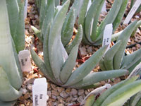 aloe chabaudii