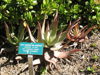 Aloe chabaudii