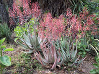 Aloe chabaudii