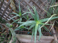 aloe cheranganiensis