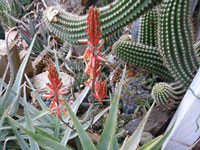 Aloe cheranganiensis