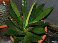 agave chiapensis