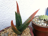 aloe chlorantha