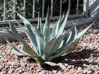 agave delamateri