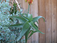 Aloe ciliaris