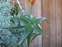 Aloe ciliaris