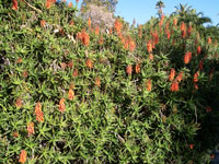 Aloe ciliaris