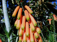 Aloe ciliaris