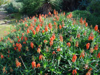 Aloe ciliaris