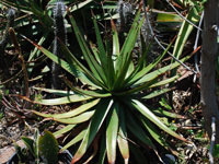 Aloe cipolinicola