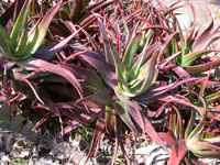 Aloe classenii