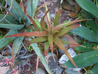 Aloe classenii