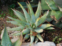 aloe claviflora