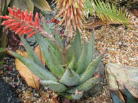 Aloe claviflora