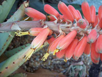 Aloe claviflora