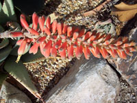 Aloe claviflora