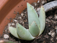 Aloe claviflora