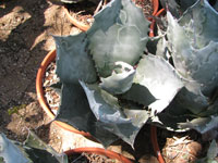 agave colorata