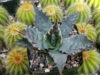 Agave colorata