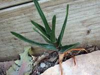 aloe commixta