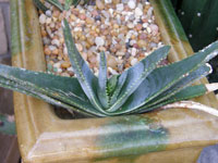 aloe compressa