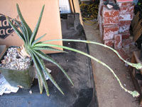 Aloe compressa