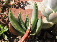 aloe comptonii