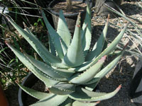 Aloe comptonii