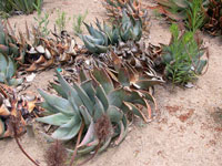 Aloe comptonii