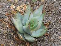 Aloe comptonii