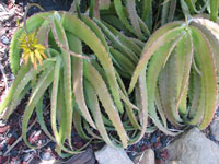 aloe confusa