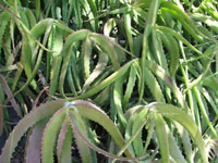 Aloe confusa