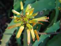 Aloe confusa