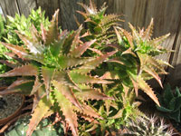 aloe congolensis