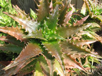 Aloe congolensis