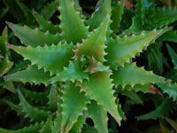 Aloe congolensis