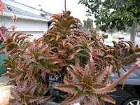 Aloe congolensis