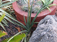 Aloe cooperi