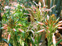 Aloe cooperi