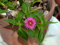 Aptenia cordifolia