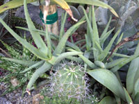 aloe cremnophila