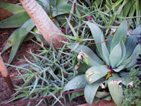 Aloe cremnophila