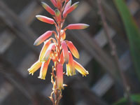 Aloe cremnophila